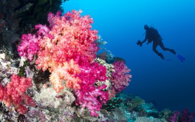 La Gran Barrera de Corales