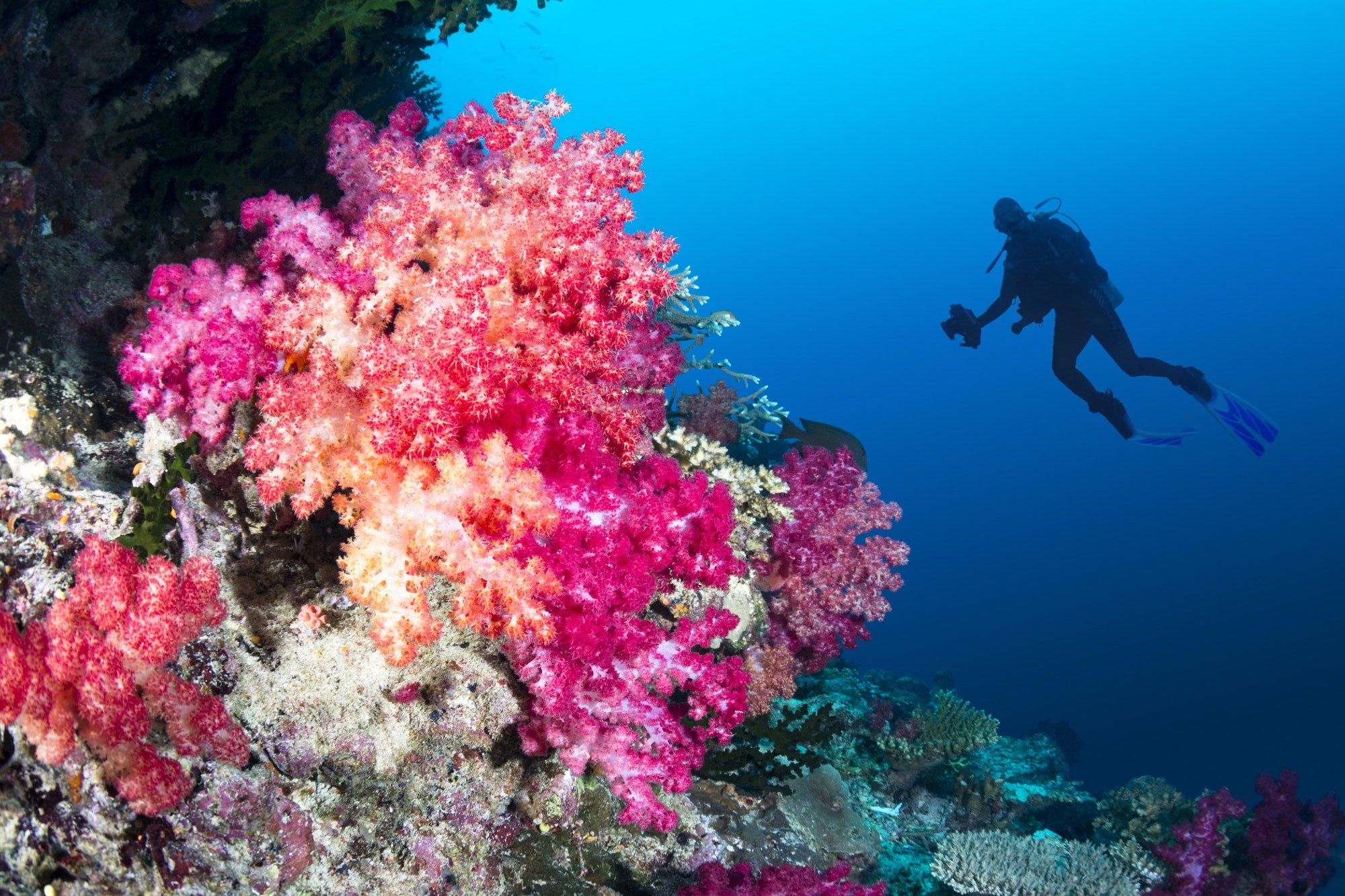 la-gran-barrera-de-corales
