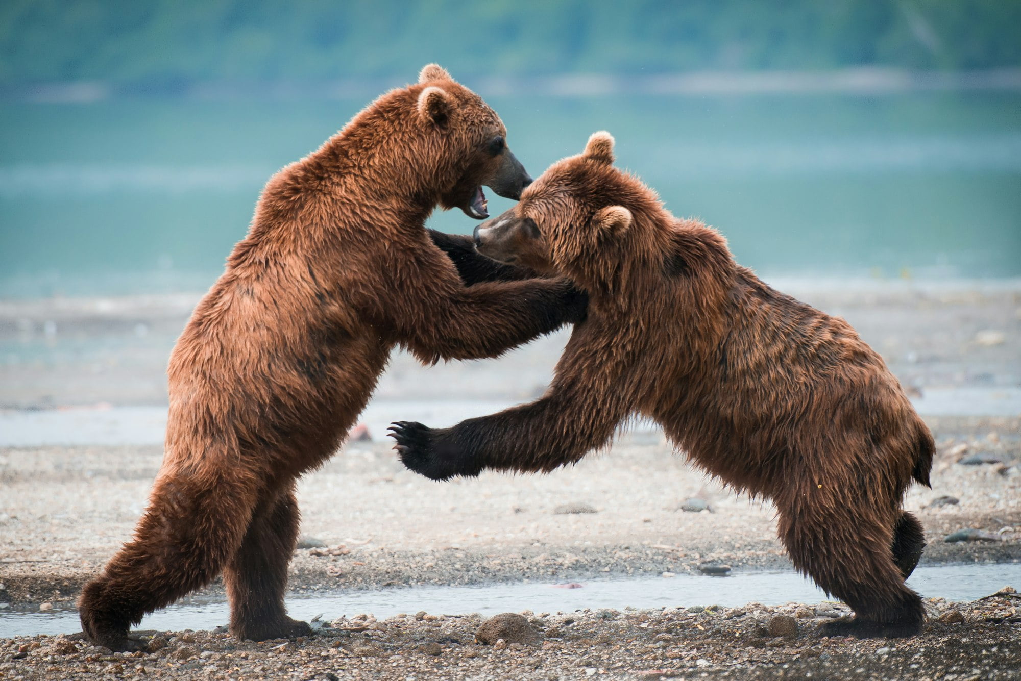 Closeup shot of a two Russian Brown Bears fighting near a lake - perfect for wallpaper